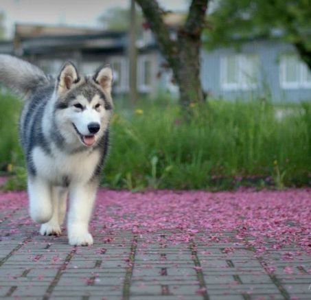 Miot planowany - Alaskan malamute