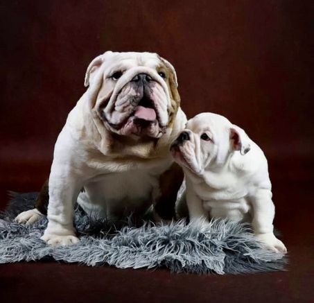 Bulldog inglés - cachorros