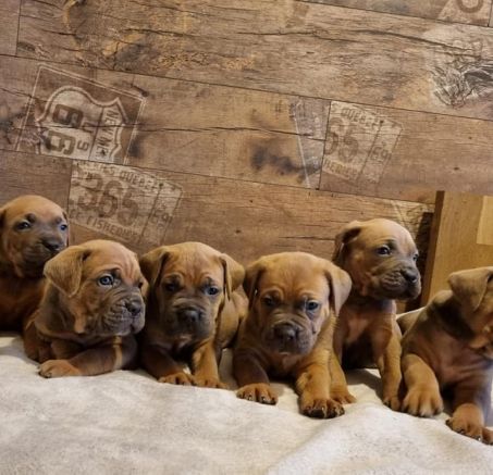 Cane Corso - verfügbare Welpen