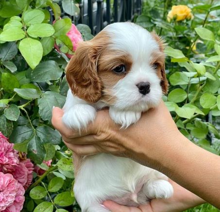 Cavalier King Charles Spaniel 