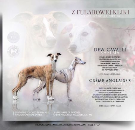 Chart Angielski Whippet