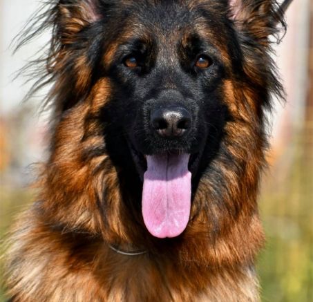 Chart hiszpański, owczarek niemiecki długowłosy-szczenięta