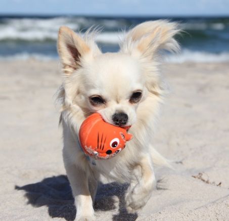 Chihuahua – jak wygląda najmniejszy pies na świecie? 