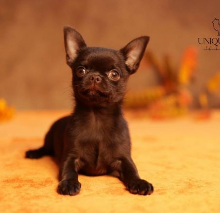 Chihuahua krótkowłosy