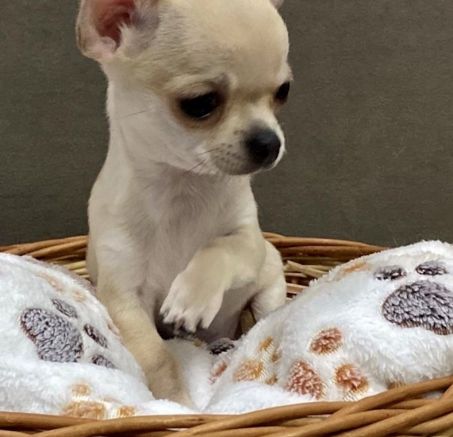 Chihuahua krótkowłosy - dostępne szczenięta