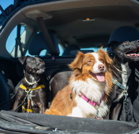 Choroba lokomocyjna u psa, jak sobie z nią radzić: kompleksowy poradnik