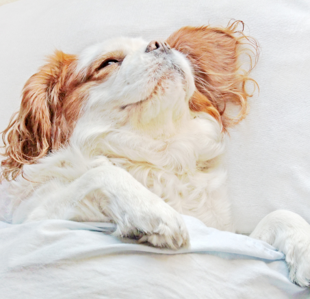 Chrapanie u psów: Przyczyny, skutki i sposoby radzenia sobie z problemem