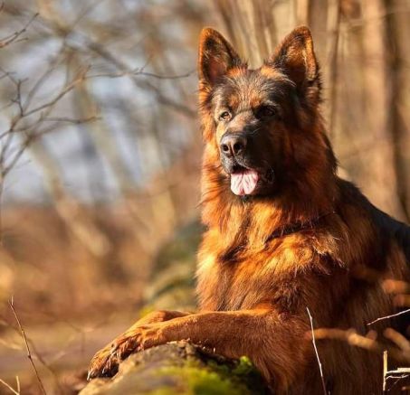 Co jedzą owczarki niemieckie długowłose? 