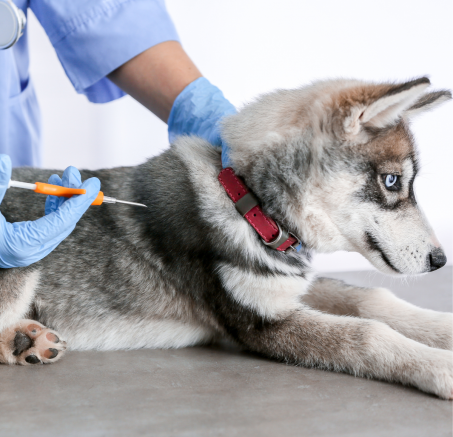 Czipowanie psów: wszystko, co musisz wiedzieć