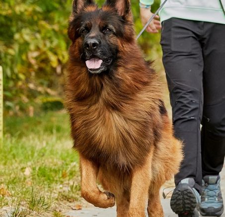 Czy owczarek niemiecki jest groźny? 