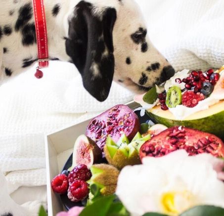 Czy pies może jeść...?