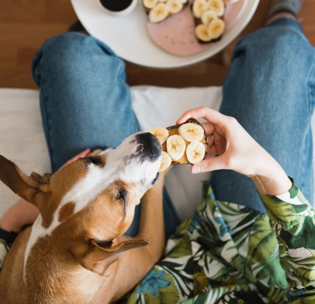 Czy pies może jeść banany? 