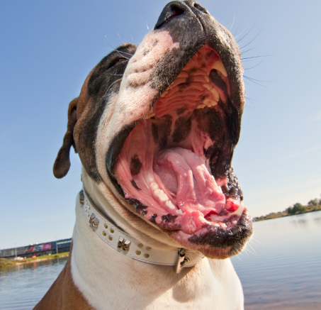 Czy pies może odczuwać ból zęba?