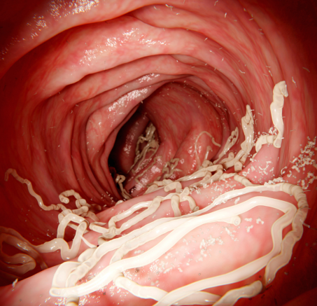 Czy pies może zarażać ludzi chorobami?