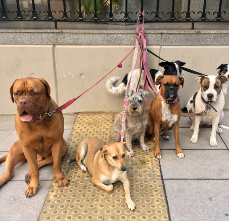 Czy pies musi chodzić na smyczy? Przepisy, bezpieczeństwo i edukacja