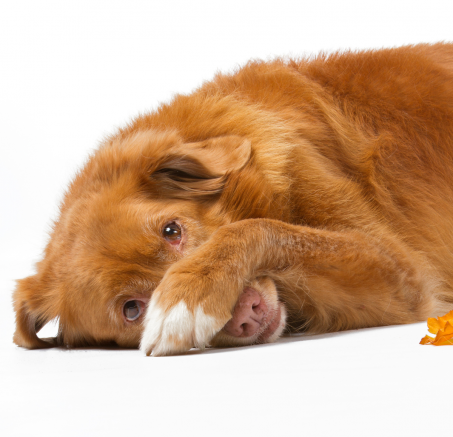 Czy psy mogą doświadczać poczucia winy?