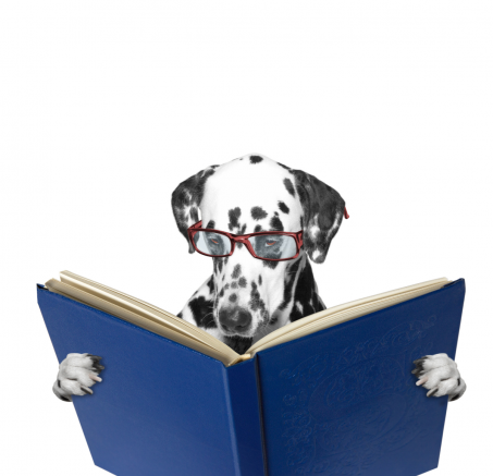 Czy Twój pies jest geniuszem? Testy na inteligencję dla czworonogów