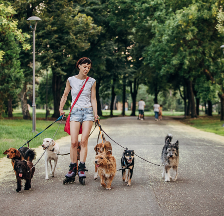 Czy w Polsce jest obowiązek trzymania psa na smyczy?