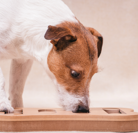 Czym jest nosework i jak zacząć trening?