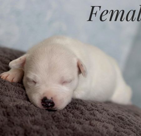 Szczenięta - Staffordshire Bull Terrier 