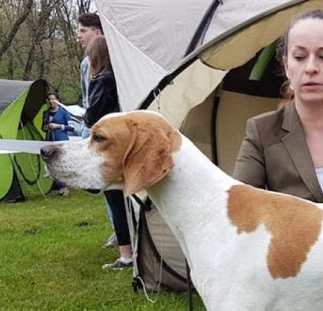 III Specjalistyczna Wystawa Klubu Wyżła Brytyjskiego