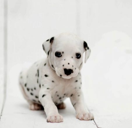 Szczenięta rasy Dalmatyńczyk