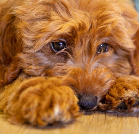 Depresja u psów: Jak ją rozpoznać i jak pomóc swojemu pupilowi?