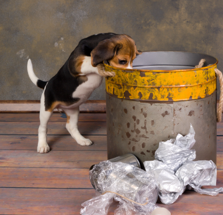 Dlaczego mój pies je śmieci na spacerze? Przyczyny i rozwiązania