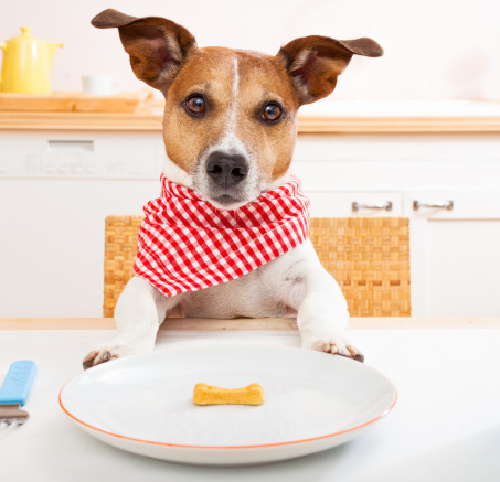 Dlaczego mój pies jest wiecznie głodny? 