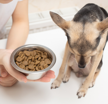 Dlaczego mój pies nie chce jeść? Główne przyczyny braku apetytu u psów