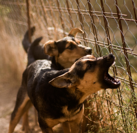 Dlaczego psy szczekają na inne zwierzęta? Przyczyny i sposoby na kontrolowanie zachowania