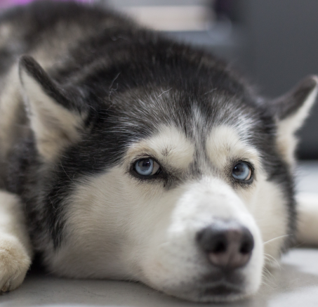 Dlaczego Twój pies może brzydko pachnieć? Oto możliwe przyczyny.