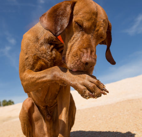 Dlaczego twój pies może lizać łapy? Przyczyny i sposoby zaradzenia