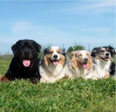 Dlaczego warto sterylizować psa? Korzyści zdrowotne i mity na temat sterylizacji 