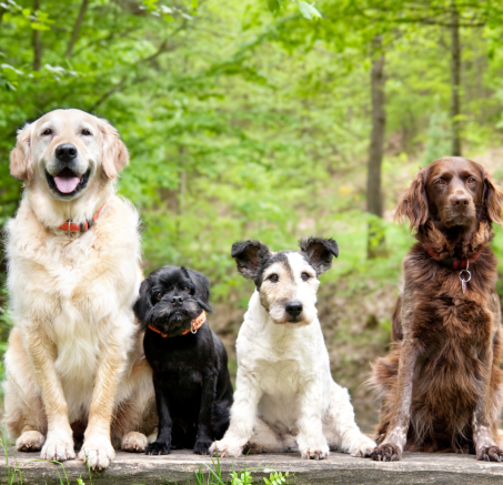 Do lasu z psem można czy nie?