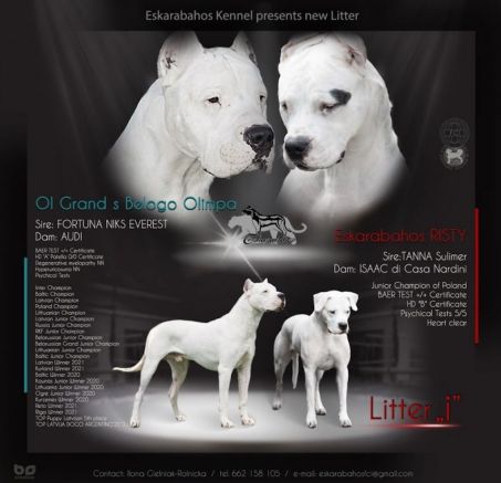 Dog Argentyński - miot planowany