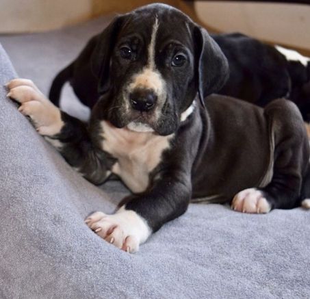 Dog niemiecki - dostępne szczenięta