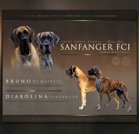 Dog niemiecki - szczenięta