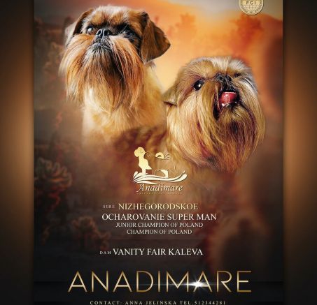 Dostępne szczeniaki - Gryfonik Brukselski