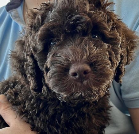 Dostępne szczeniaki - Hiszpański pies dowodny