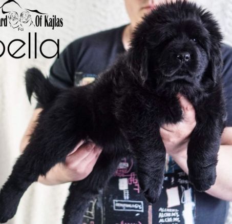 Dostępne szczeniaki Mastifa Tybetańskiego