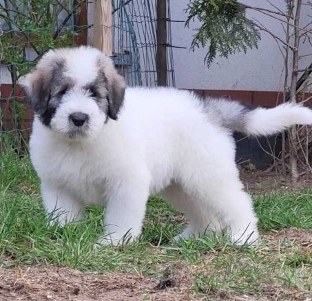 Dostępne szczeniaki - Owczarek Rumuński Mioritic 