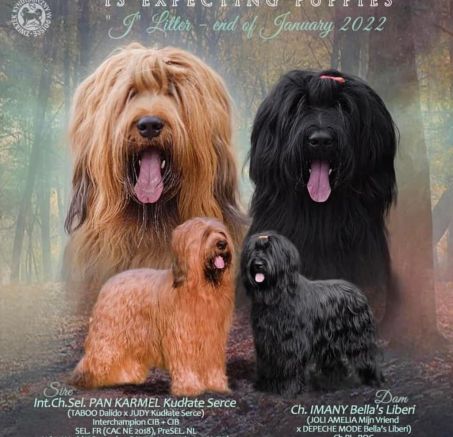 Dostępne szczeniaki Owczarka francuskiego Briard