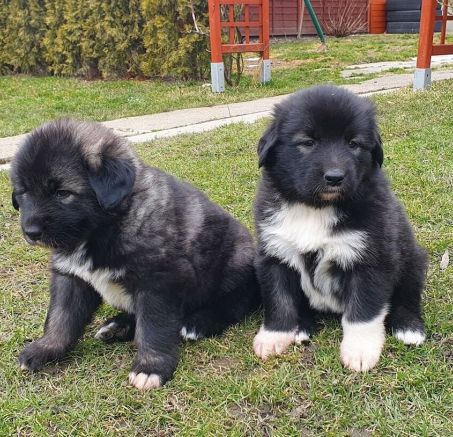 Dostępne szczeniaki Owczarka rumuńskiego Carpatin