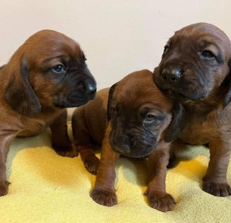 Dostępne szczeniaki rasy Posokowiec bawarski 