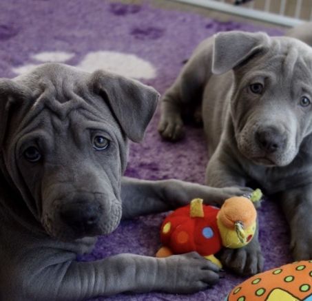 Dostępne szczeniaki Thai Ridgeback Dog