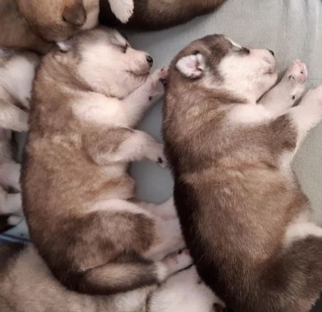 Dostępne szczenięta Alaskan malamute