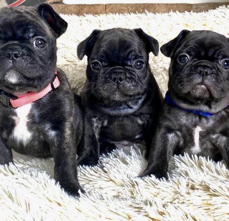 Dostępne szczenięta Buldog Francuski