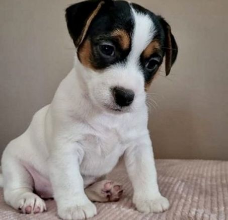 Dostępne szczenięta Jack Russell Terrier