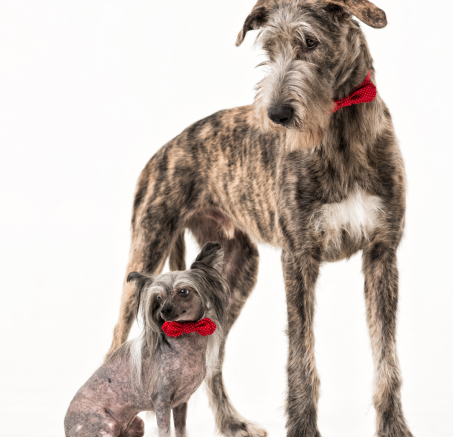 Duży i mały pies pod jednym dachem - czy się dogadają?